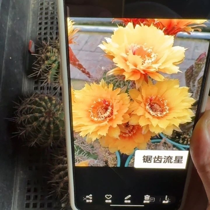262彩草锯齿流星歪4公分左右无根侧牙，20包邮