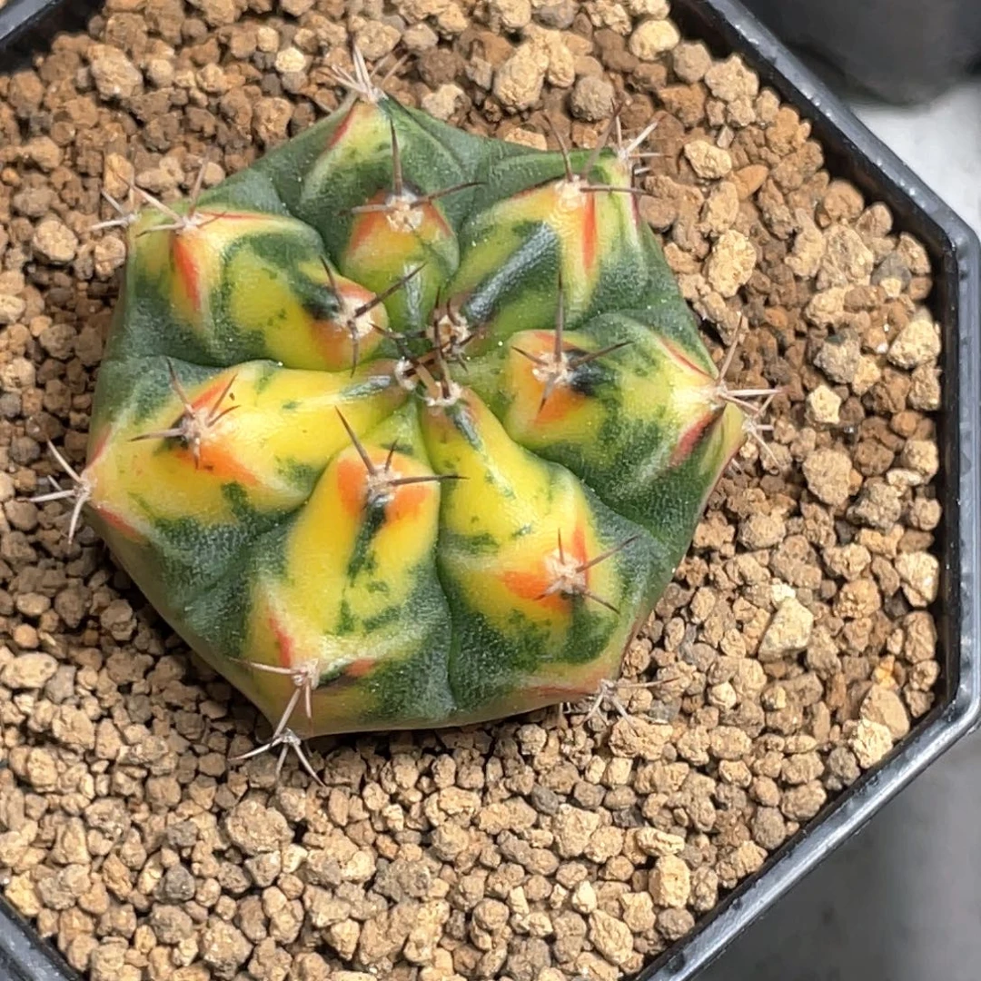 当前无花朵，栽培后可花朵橘黄虎斑红唇