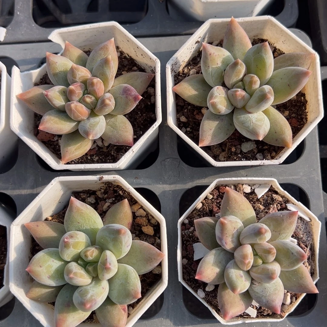 重楼到手1颗量拍多肉满18元包邮下午发货