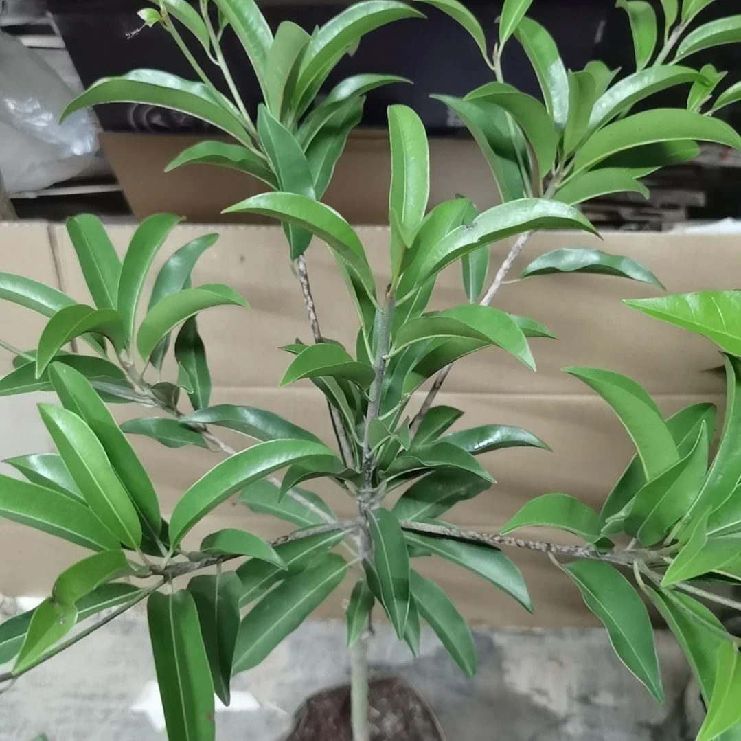 可***乐当前无花栽培后可以开花墨西哥