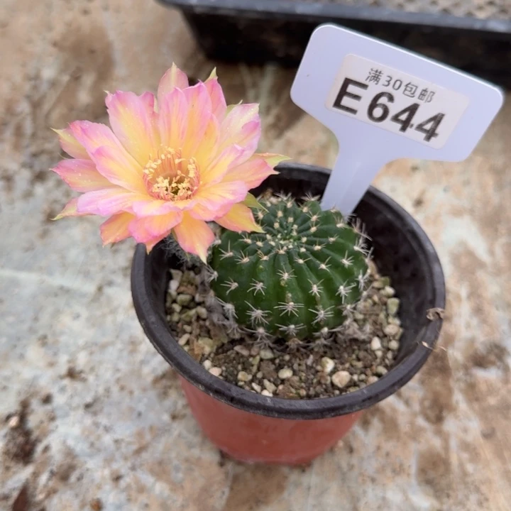E644汤姆满20包邮