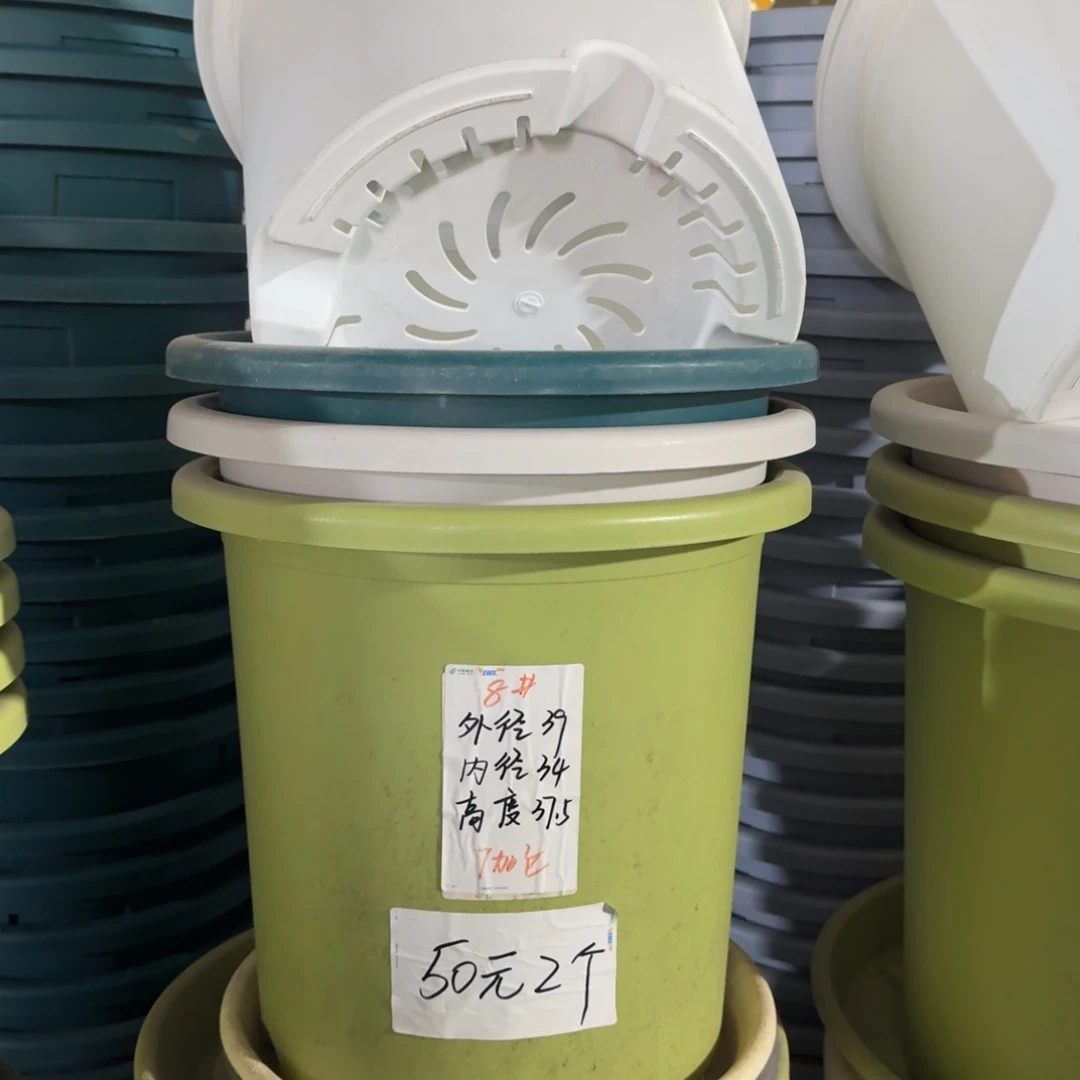 四季8#口径39无拖果绿3个