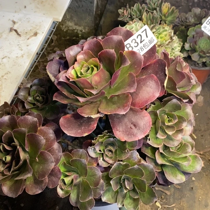 魅金多肉断头不包327