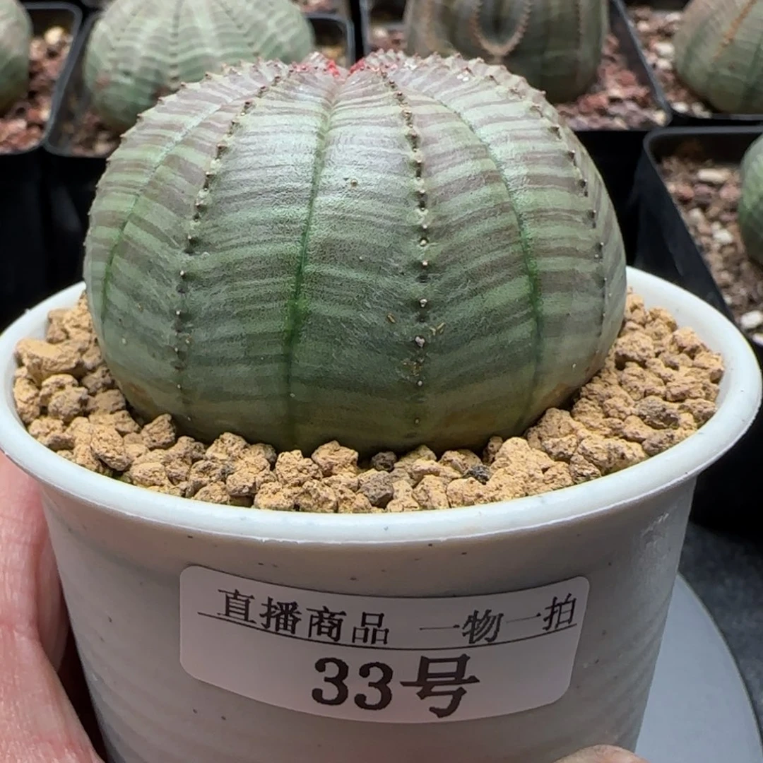 欧布，33号，带盆包邮