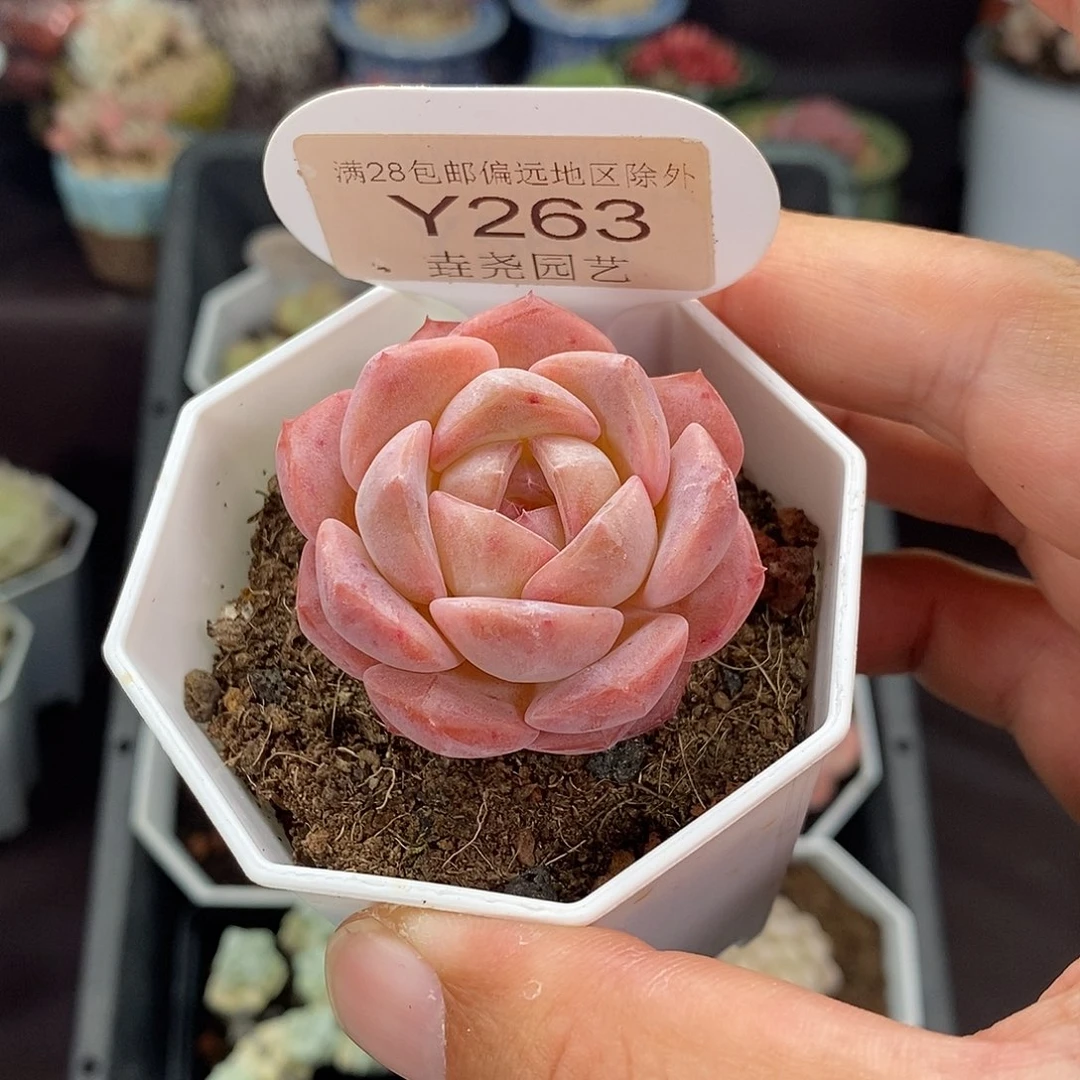 0263 粉魄单头 4cm