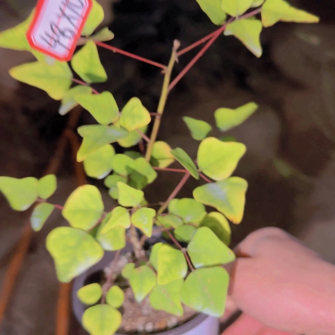 块根植物块根植物