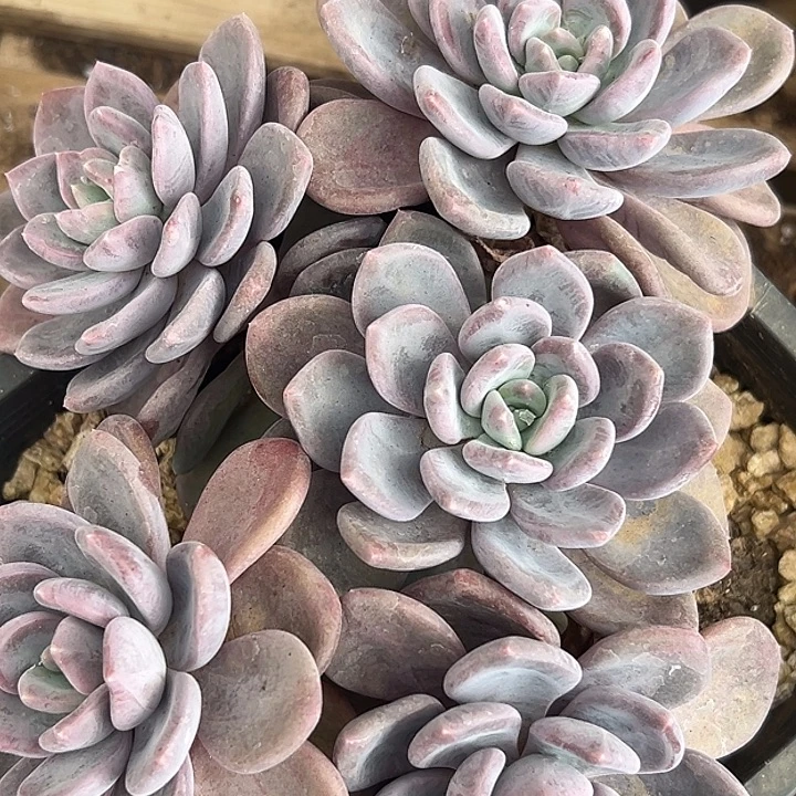 杂交一物一拍特价
