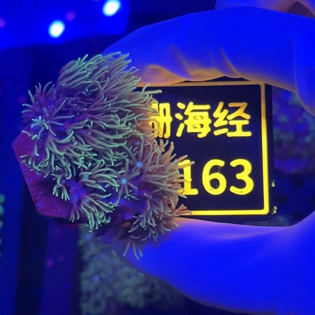 纽扣珊瑚我****的又又不包邮草皮B163