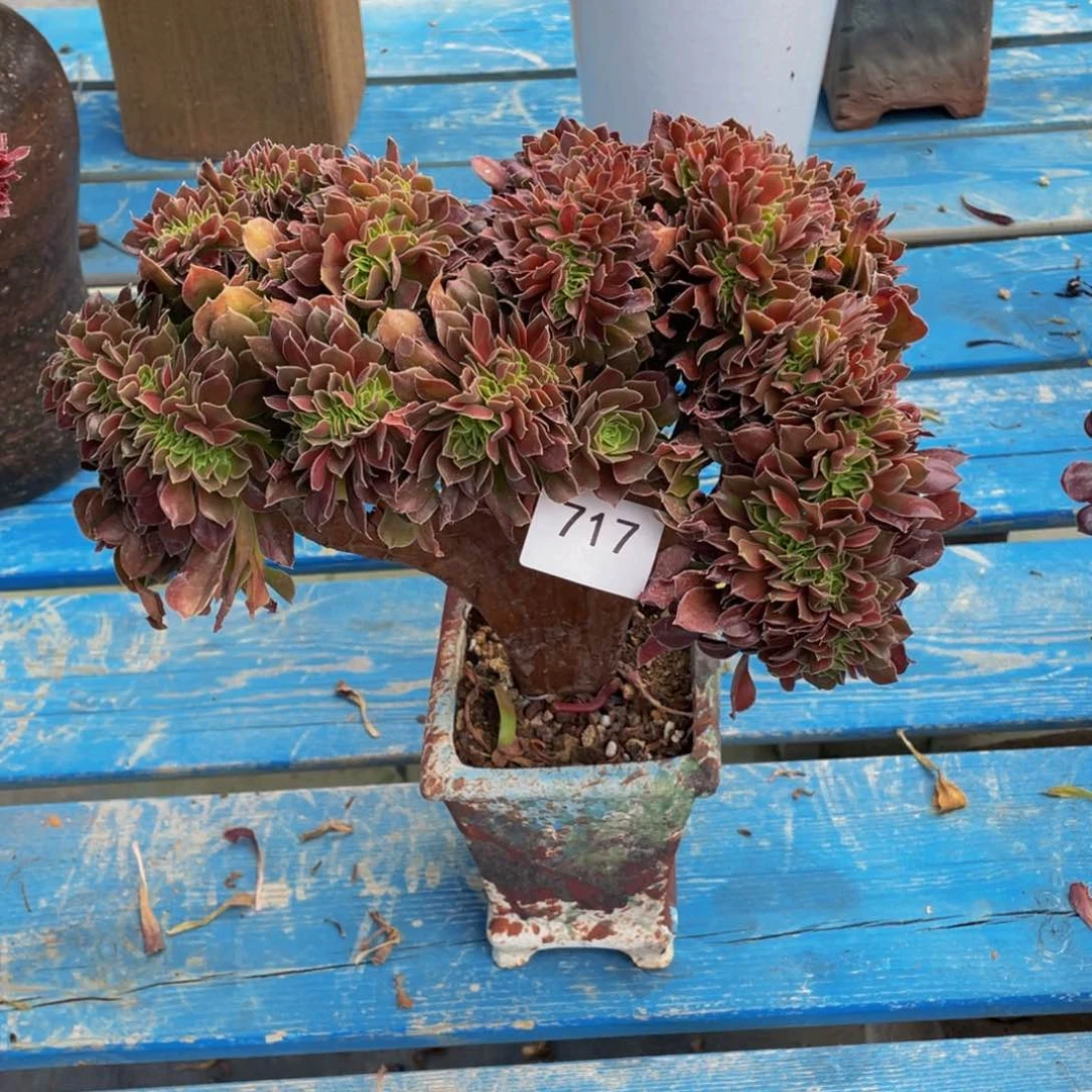 717号玫瑰法师缀花