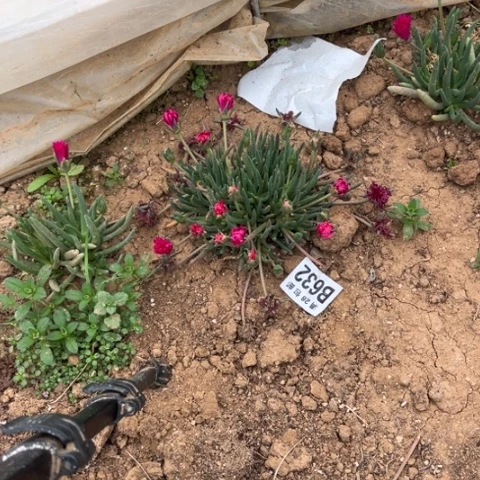 632奔龙不包断枝