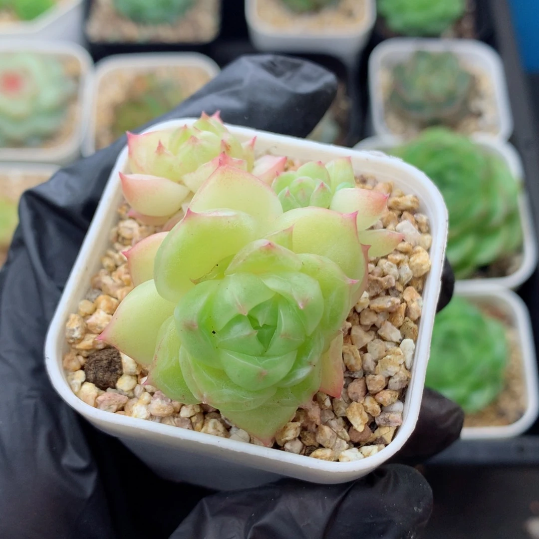 58包邮  群生不包整麦秆129
