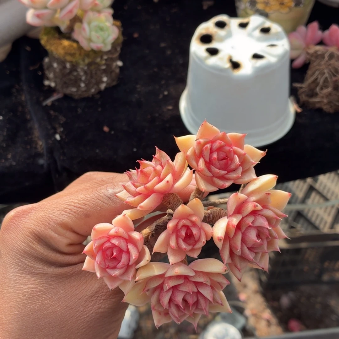 浅***茉我想说什么我会和