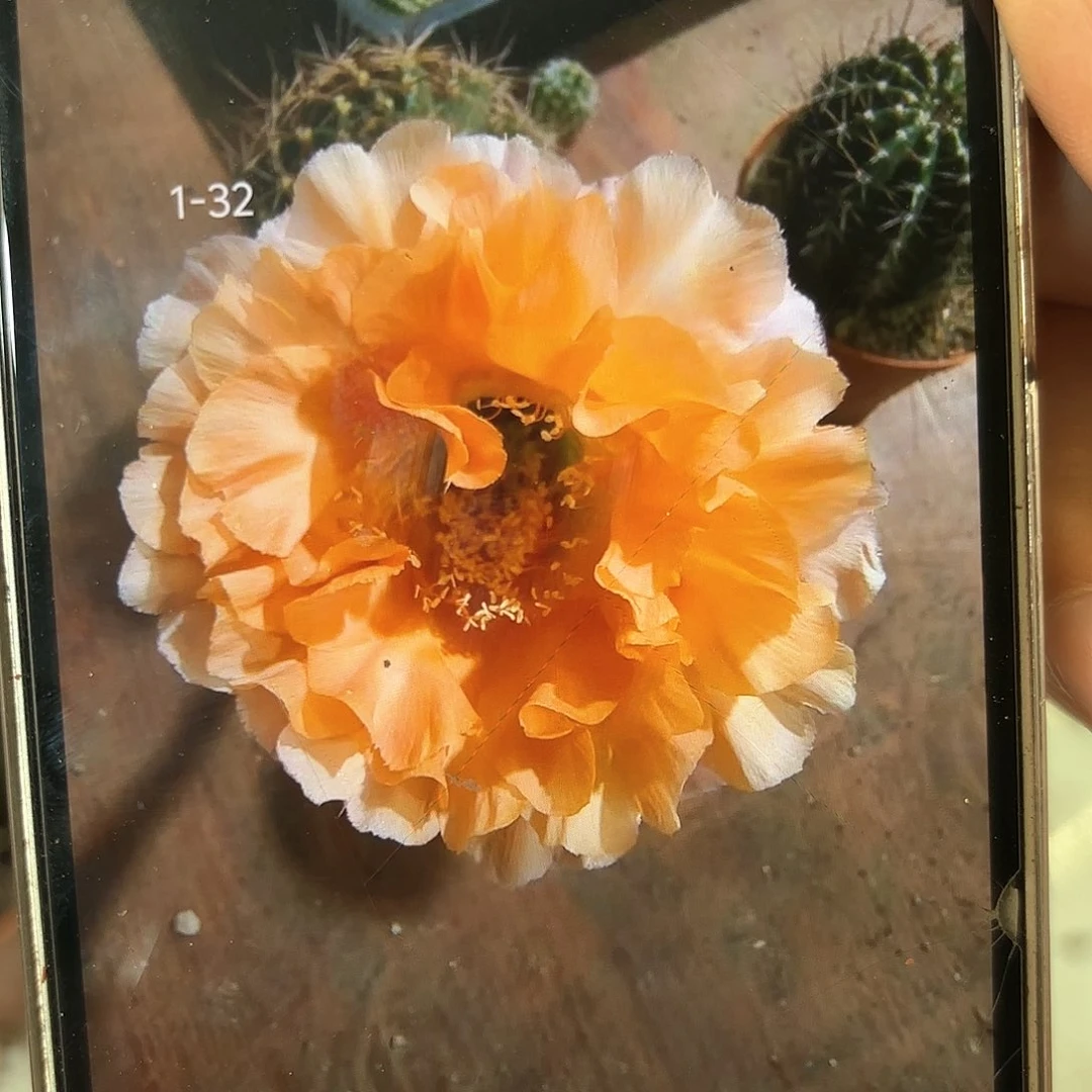 彩草1-32号6公分左右