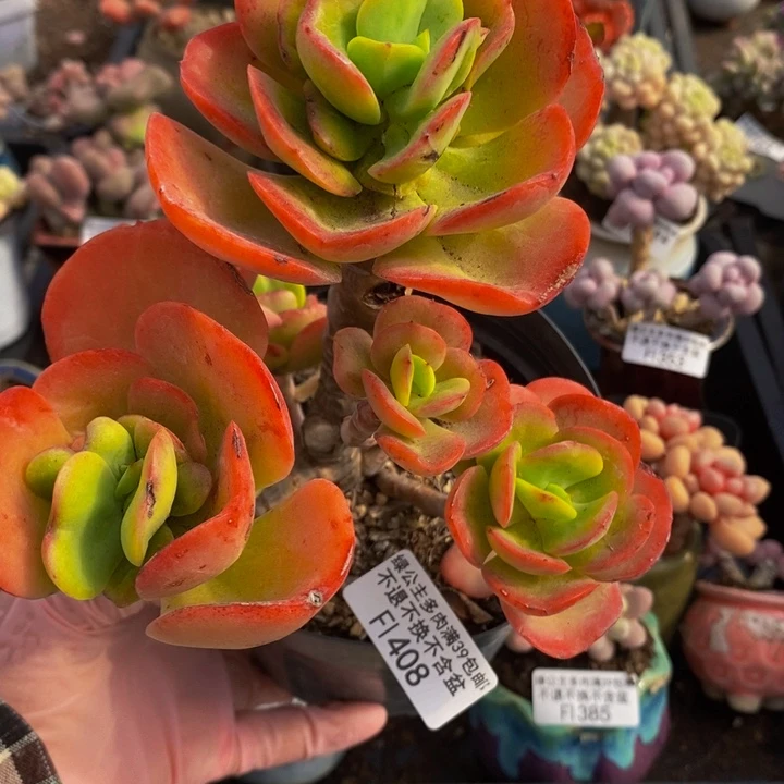 红梅有砍408多肉植物