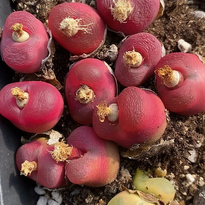 2946母本大红一组。