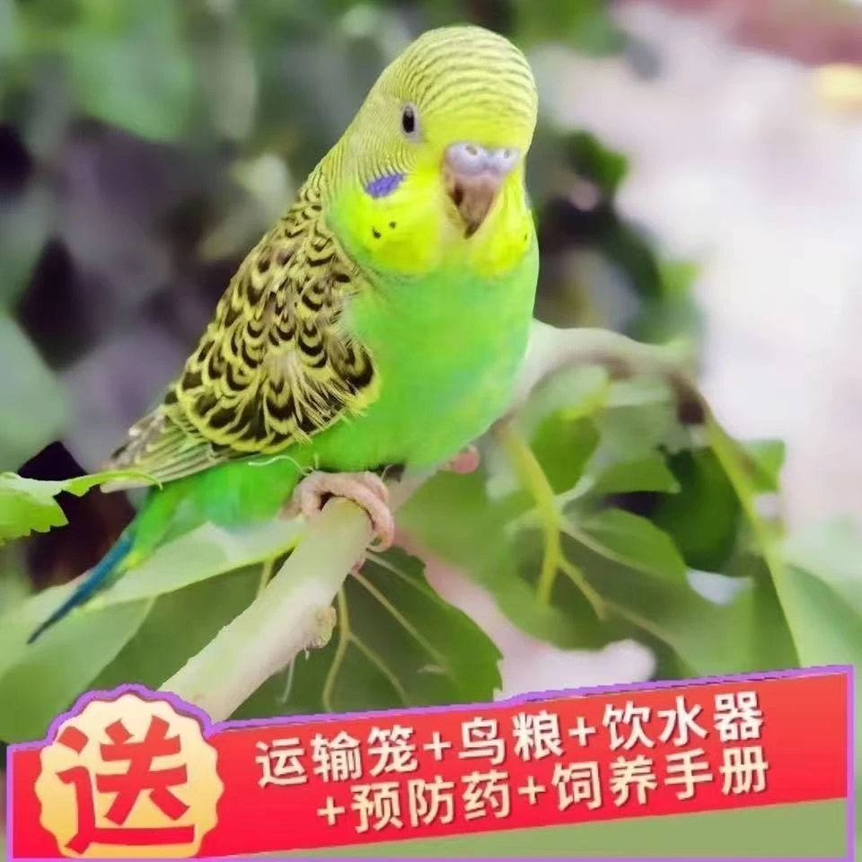 虎皮黄白云斑大头小头特色一物一拍