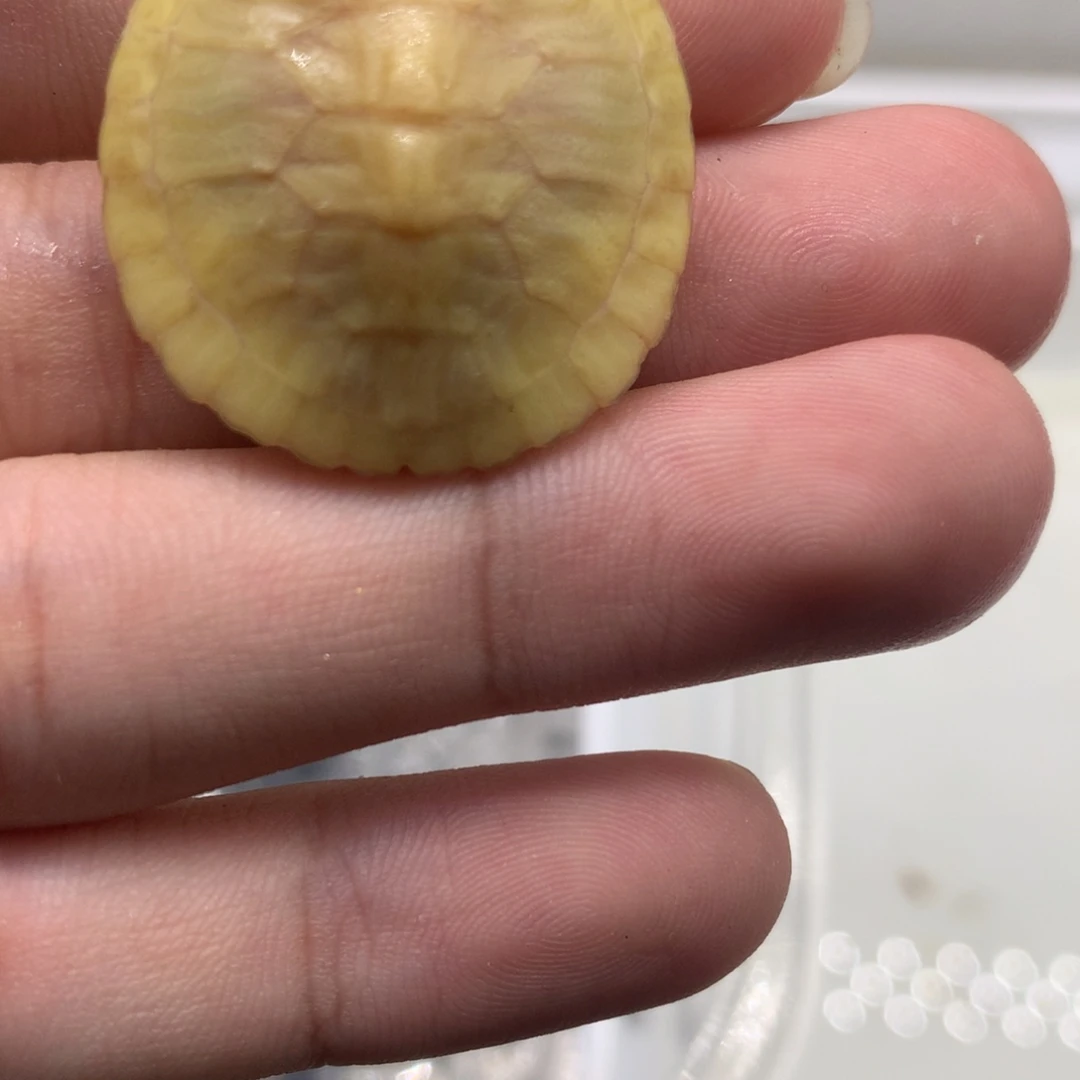 不分公母巴西彩龟