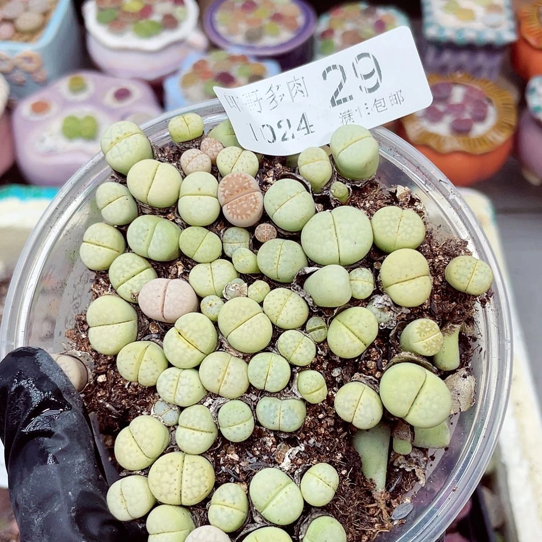 生石花满18包邮1024-29