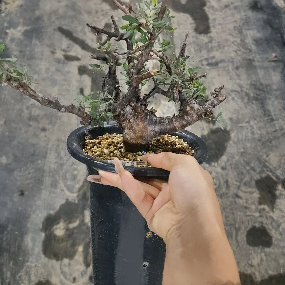 索马里细叶佛里西