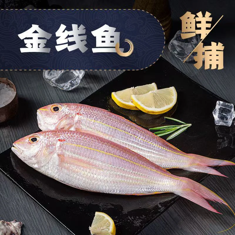 【野生金线鱼】 肉质鲜美细嫩 广东阳江海陵岛发货