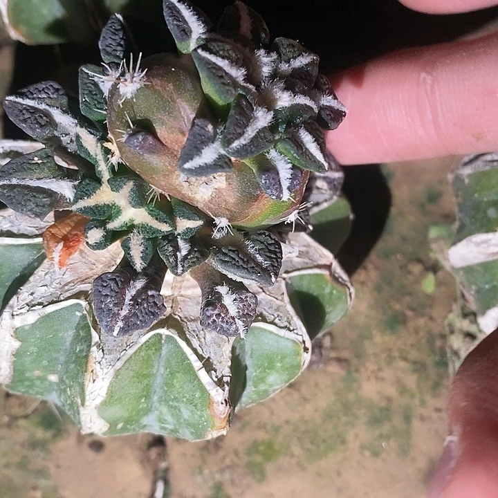 苗接怪胎嵌合大尤黑