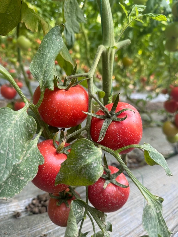 农家自种老品种沙瓤番茄水果番茄口感番茄自然成熟