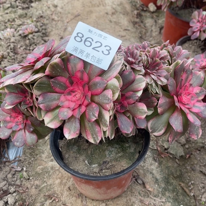 8623荔枝的人多肉的