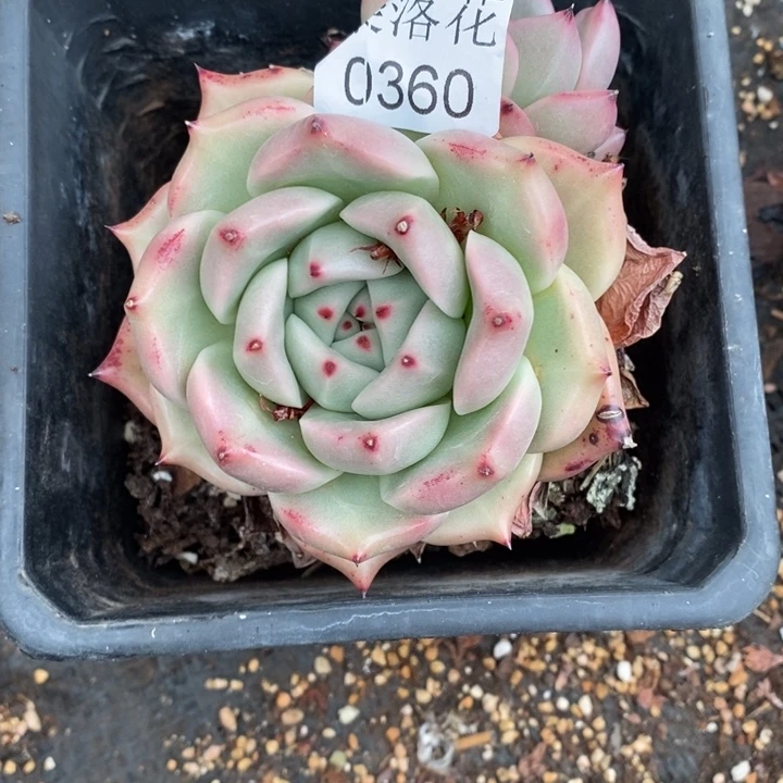 不****调精品多肉植物0360