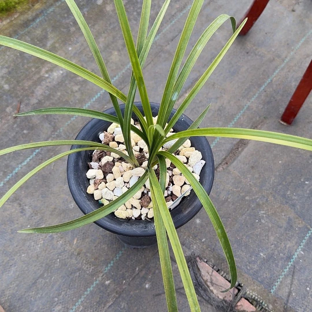 蛋***.完全开放12345678558