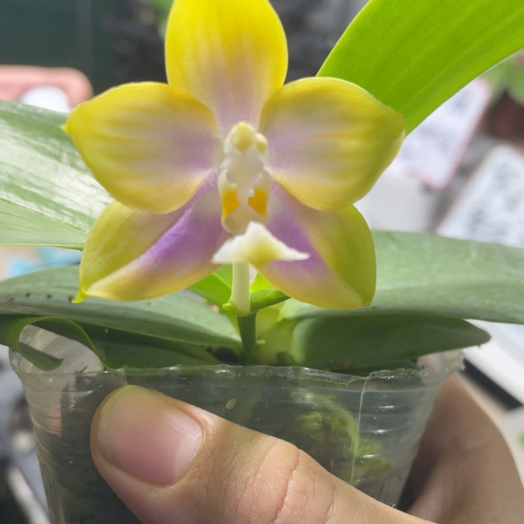 完全开放40叶瑕花期不保