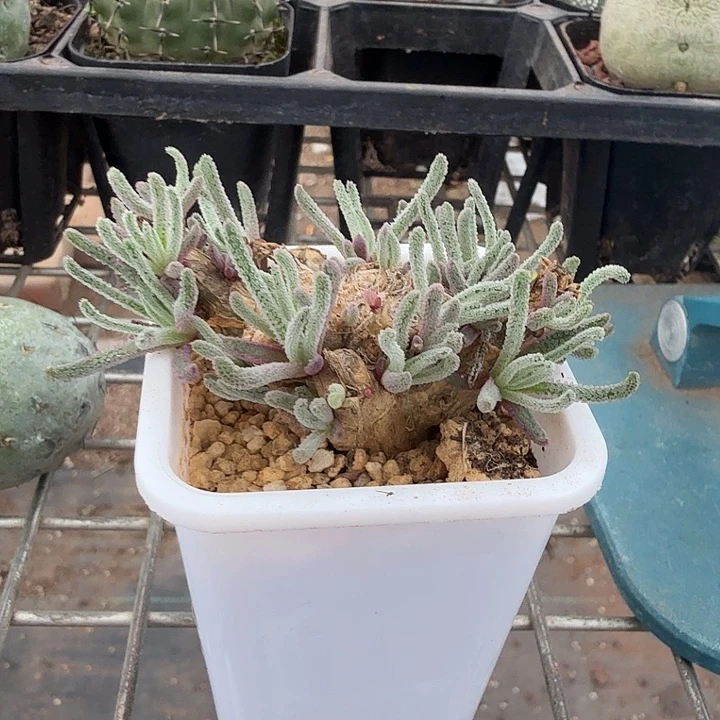 天赐块根单6仙人球