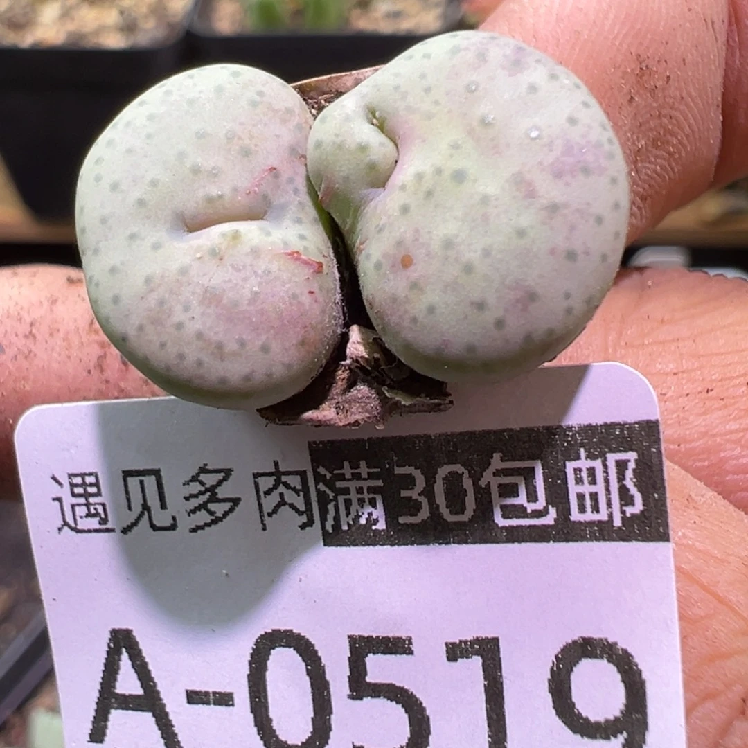 多肉植物1111111111111