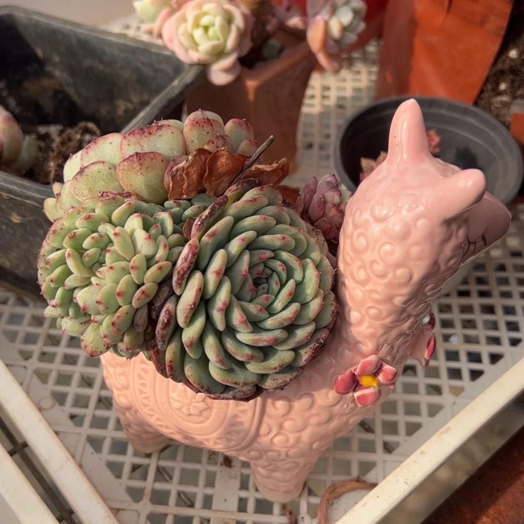 白胖子一物一拍1427