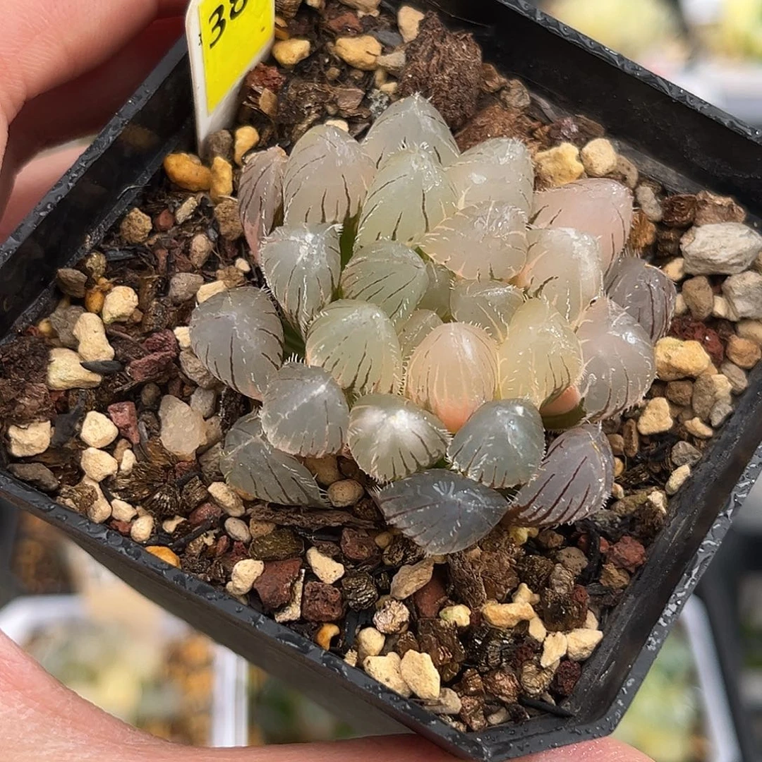 389冰灯赤线玉露锦福利