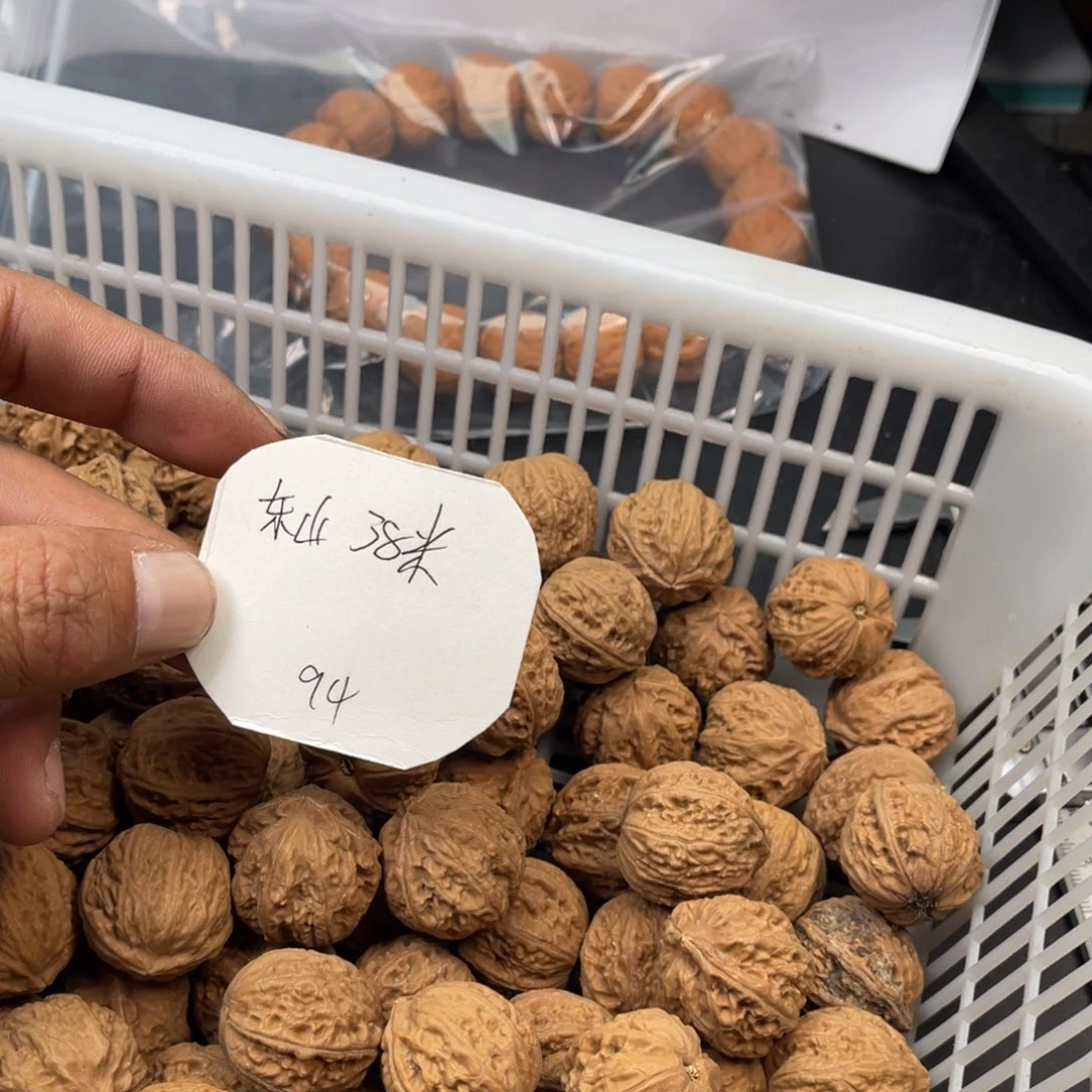 东***山野生小核桃94颗38米