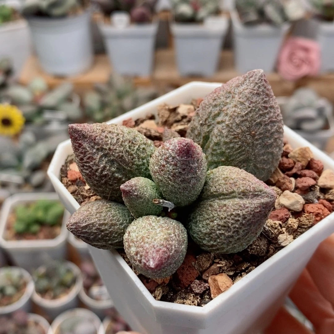 龙胆水泡多肉植物