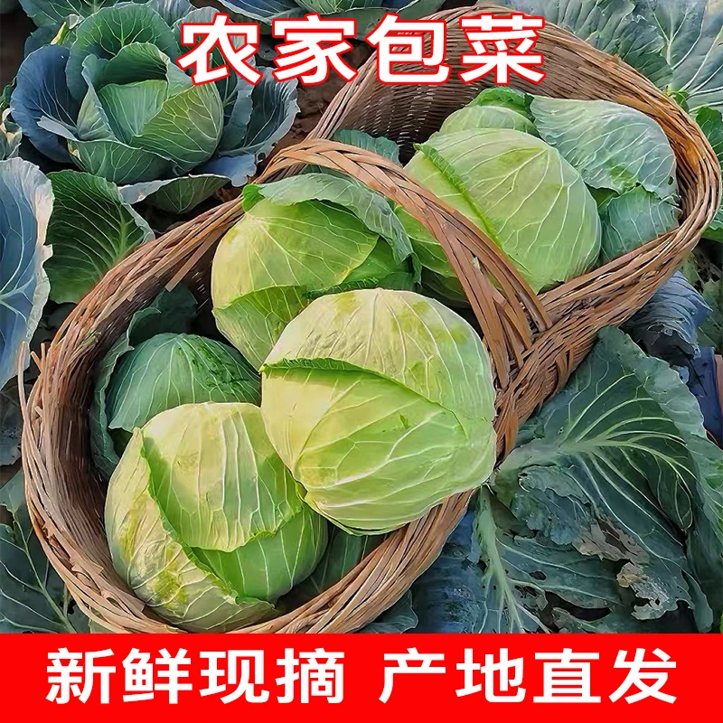 陕西包菜农家自种包菜甘蓝卷心菜莲花白3斤5斤新鲜蔬菜手撕莲白