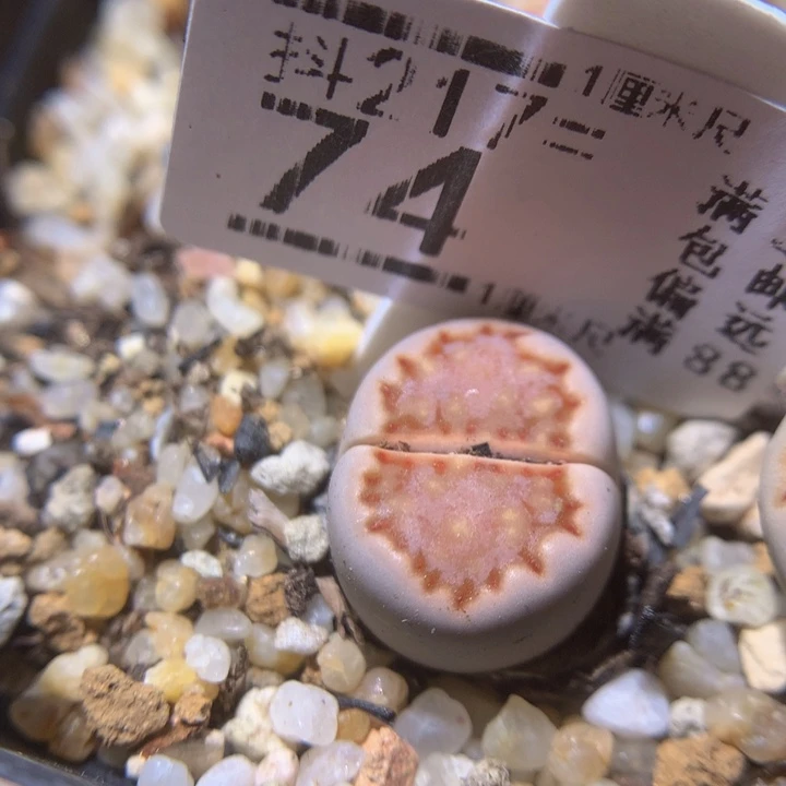 精品生石花217.74