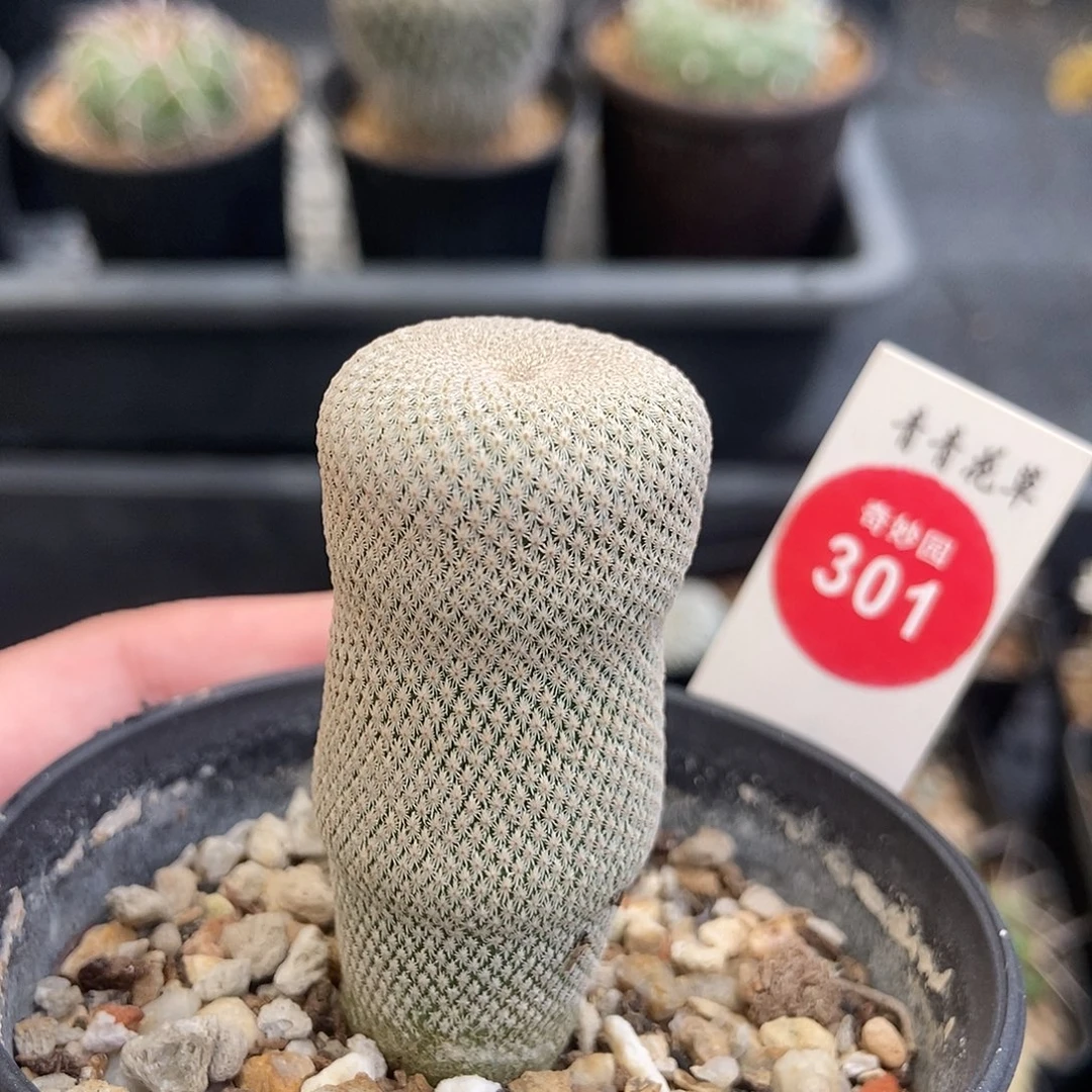 实生小人帽2.5cn一棵仙人球