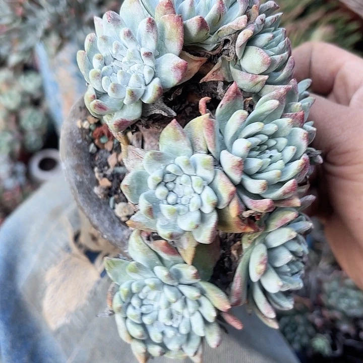 用****5仙女杯多肉植物盆栽