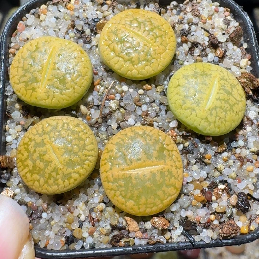 Sss清仓便宜出了460