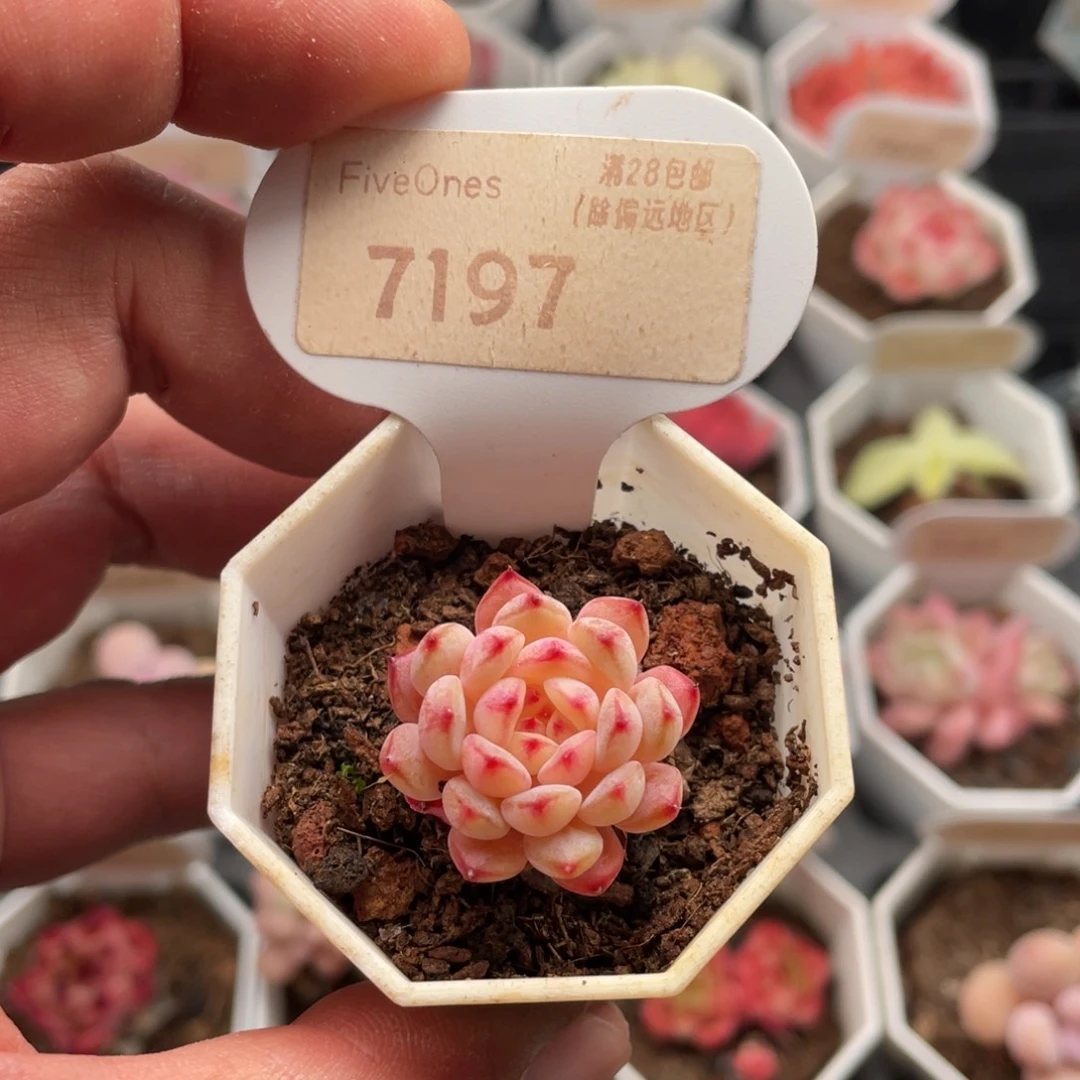 白胖子7197-2.5厘米