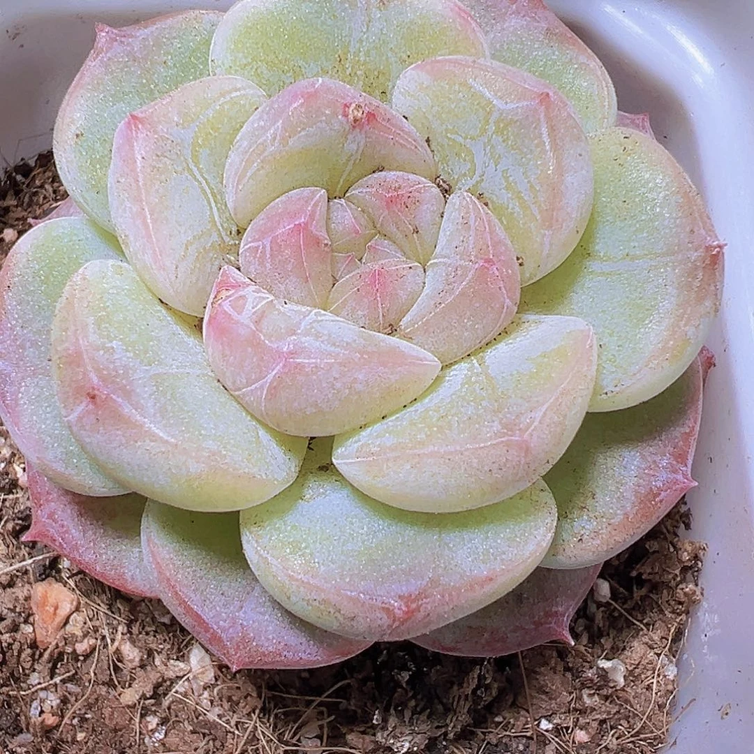 萌****纹星珍妮单头10盆多肉