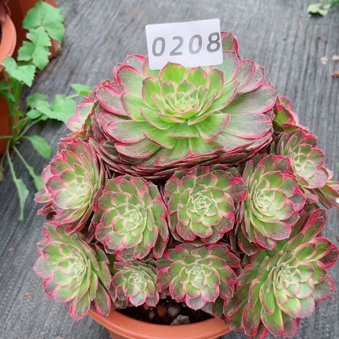 新品宝莲灯多肉0208