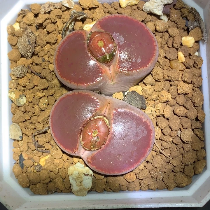 精品多肉植物精品多肉