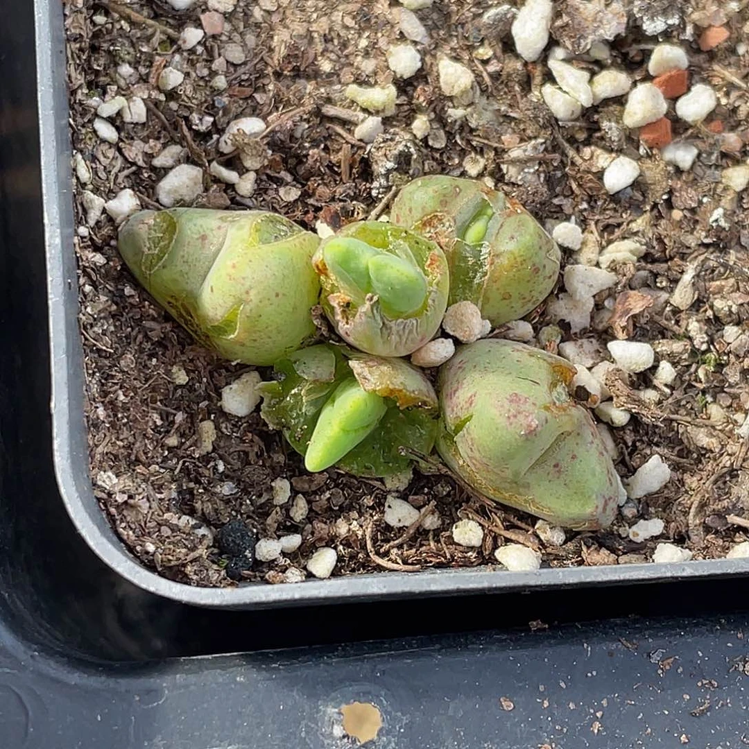 13-97麋鹿角多肉植物