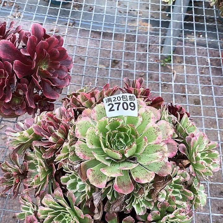 2709 一颗同花顺几月