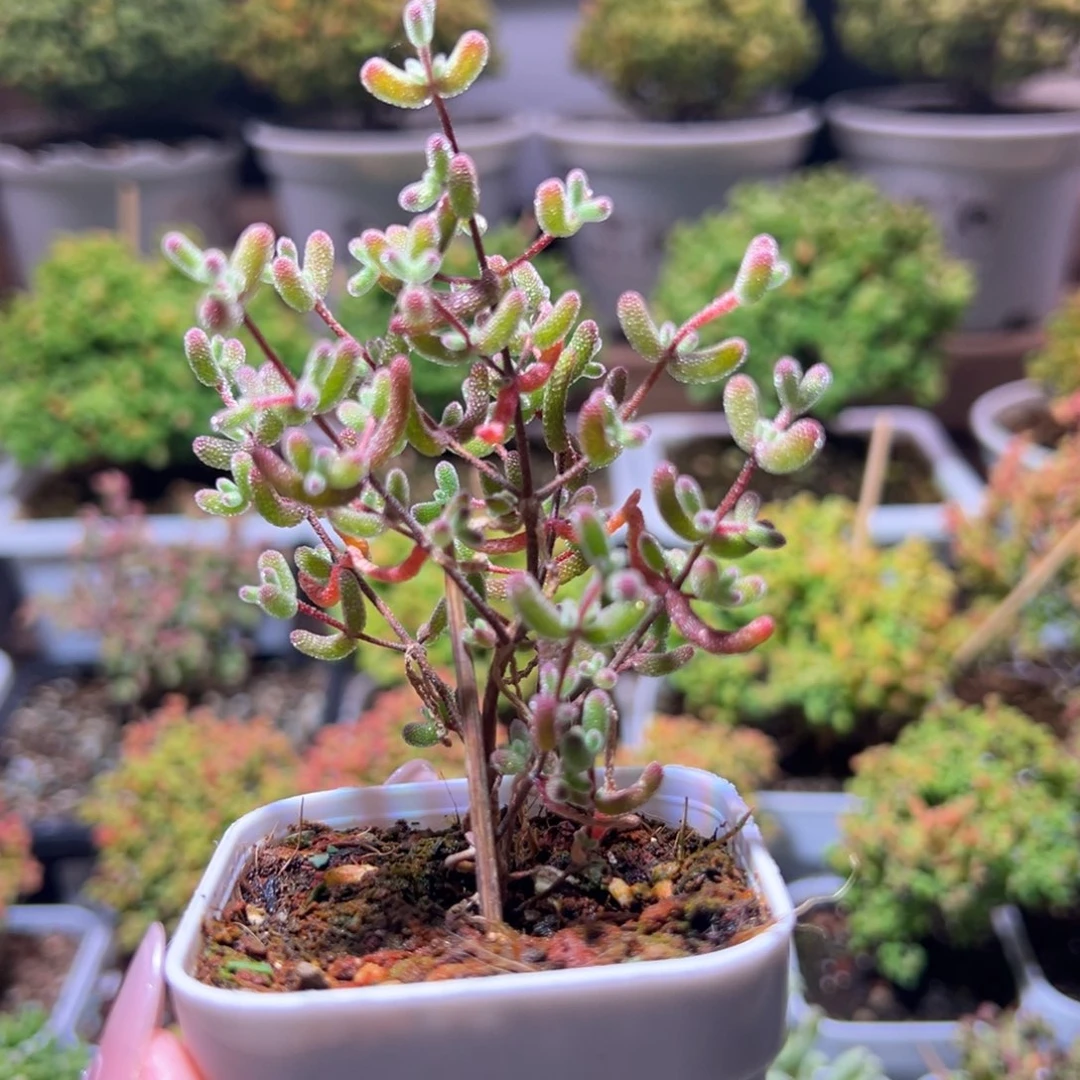 370冰糖一物一拍带盆土发货