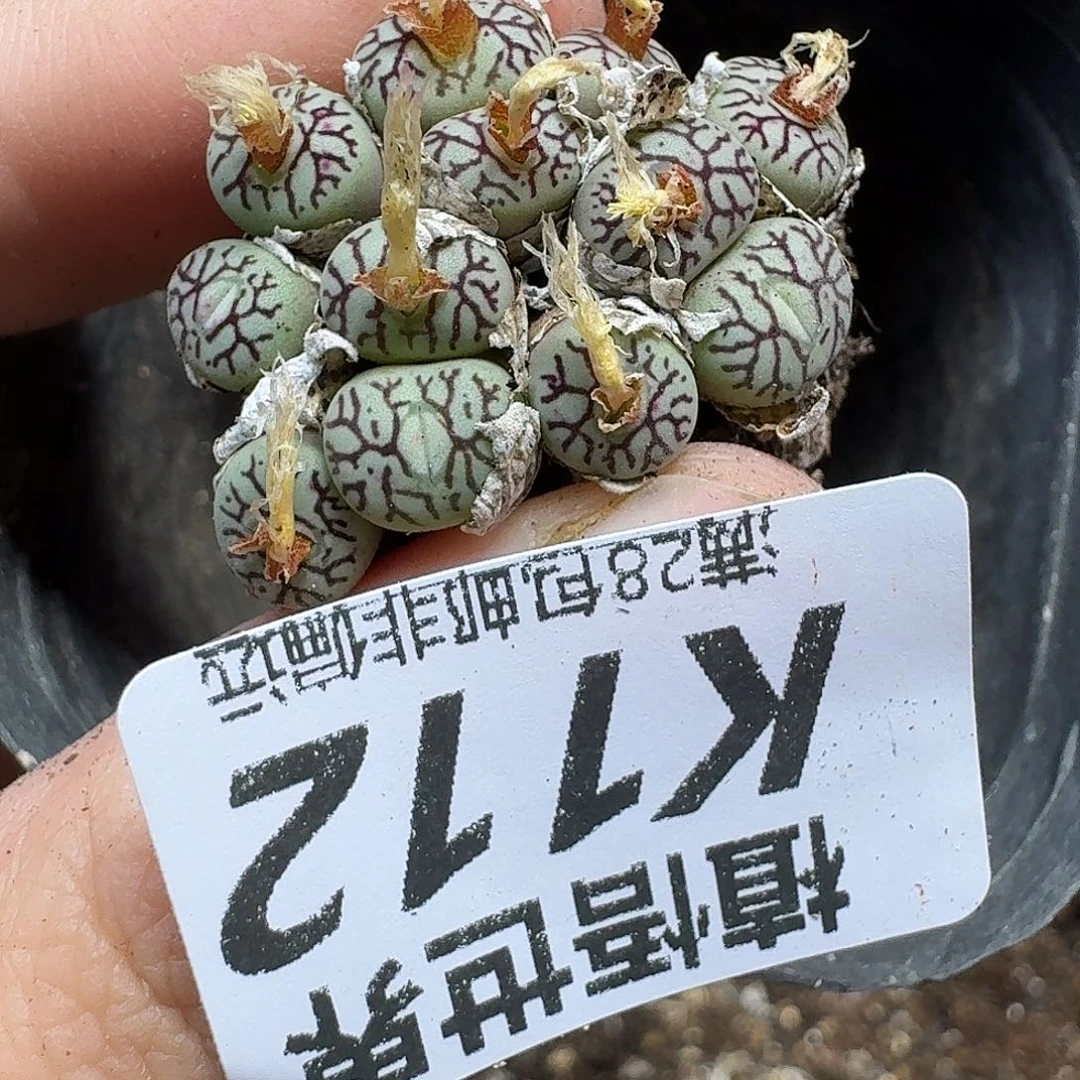 多肉植物的人生fgg