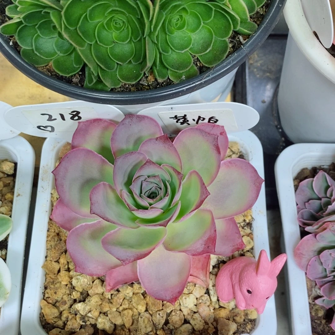 黄帕。     218。